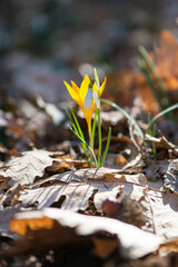 Sprouting crocus in a spring forest - selective focus, copy space