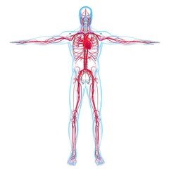 Human Heart With Circulatory System Anatomy For Medical Concept 3D