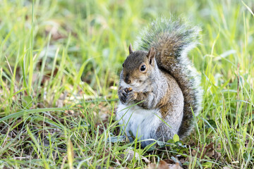 A Grey Squirrel In North Italy