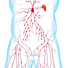 Human Lymph Nodes Anatomy For Medical Concept 3D Rendering
