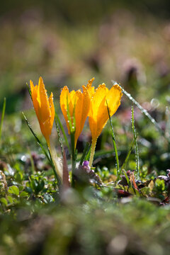 Sprouting crocus in a spring forest - selective focus, copy space