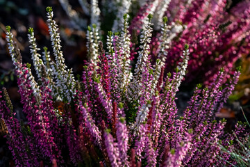 Heather, Erica or ling (Calluna vulgaris) blooming in cold winter with white, pink, magenta and red...