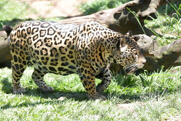 A onça-pintada ou jaguar, também conhecida como onça-preta, é uma espécie de mamífero carnívoro da família dos felídeos encontrada nas Américas.  © Luis Lima Jr