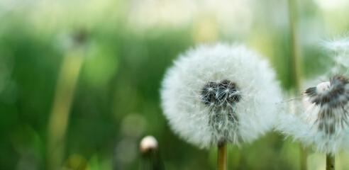 Closed Bud of a dandelion. Dandelion white flowers in green grass. High quality photo