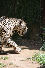 A onça-pintada ou jaguar, também conhecida como onça-preta, é uma espécie de mamífero carnívoro da família dos felídeos encontrada nas Américas. 