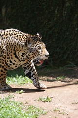 A onça-pintada ou jaguar, também conhecida como onça-preta, é uma espécie de mamífero carnívoro da família dos felídeos encontrada nas Américas. 