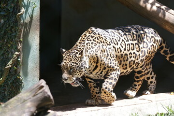 A onça-pintada ou jaguar, também conhecida como onça-preta, é uma espécie de mamífero carnívoro da família dos felídeos encontrada nas Américas.  © Luis Lima Jr