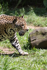A onça-pintada ou jaguar, também conhecida como onça-preta, é uma espécie de mamífero carnívoro da família dos felídeos encontrada nas Américas. 