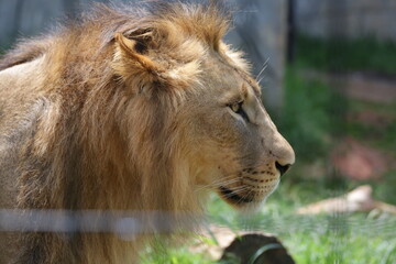 O leão é uma espécie de mamífero carnívoro do gênero Panthera e da família Felidae. A espécie é atualmente encontrada na África.