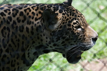 A onça-pintada ou jaguar, também conhecida como onça-preta, é uma espécie de mamífero carnívoro da família dos felídeos encontrada nas Américas.  © Luis Lima Jr