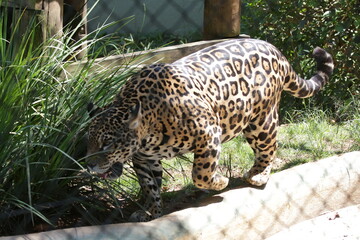 A onça-pintada ou jaguar, também conhecida como onça-preta, é uma espécie de mamífero carnívoro da família dos felídeos encontrada nas Américas.  © Luis Lima Jr