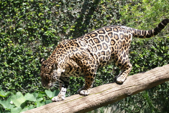 A onça-pintada ou jaguar, também conhecida como onça-preta, é uma espécie de mamífero carnívoro da família dos felídeos encontrada nas Américas. 