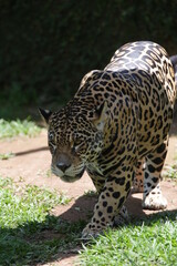 A onça-pintada ou jaguar, também conhecida como onça-preta, é uma espécie de mamífero carnívoro da família dos felídeos encontrada nas Américas. 