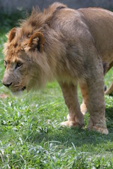 O leão é uma espécie de mamífero carnívoro do gênero Panthera e da família Felidae. A espécie é atualmente encontrada na África.