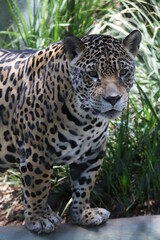 A onça-pintada ou jaguar, também conhecida como onça-preta, é uma espécie de mamífero carnívoro da família dos felídeos encontrada nas Américas. 