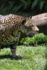 A onça-pintada ou jaguar, também conhecida como onça-preta, é uma espécie de mamífero carnívoro da família dos felídeos encontrada nas Américas. 