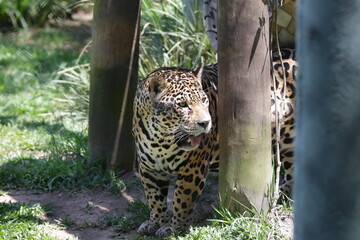 A onça-pintada ou jaguar, também conhecida como onça-preta, é uma espécie de mamífero carnívoro da família dos felídeos encontrada nas Américas.  © Luis Lima Jr