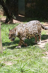 Obraz premium A onça-pintada ou jaguar, também conhecida como onça-preta, é uma espécie de mamífero carnívoro da família dos felídeos encontrada nas Américas. 