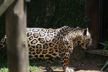A onça-pintada ou jaguar, também conhecida como onça-preta, é uma espécie de mamífero carnívoro da família dos felídeos encontrada nas Américas.  © Luis Lima Jr