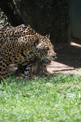 Obraz premium A onça-pintada ou jaguar, também conhecida como onça-preta, é uma espécie de mamífero carnívoro da família dos felídeos encontrada nas Américas. 