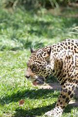 A onça-pintada ou jaguar, também conhecida como onça-preta, é uma espécie de mamífero carnívoro da família dos felídeos encontrada nas Américas. 