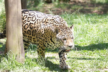 A onça-pintada ou jaguar, também conhecida como onça-preta, é uma espécie de mamífero carnívoro da família dos felídeos encontrada nas Américas.  © Luis Lima Jr