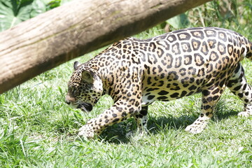 A onça-pintada ou jaguar, também conhecida como onça-preta, é uma espécie de mamífero carnívoro da família dos felídeos encontrada nas Américas.  © Luis Lima Jr