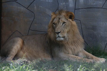 O leão é uma espécie de mamífero carnívoro do gênero Panthera e da família Felidae. A espécie é atualmente encontrada na África. © Luis Lima Jr