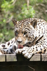 A onça-pintada ou jaguar, também conhecida como onça-preta, é uma espécie de mamífero carnívoro da família dos felídeos encontrada nas Américas. 