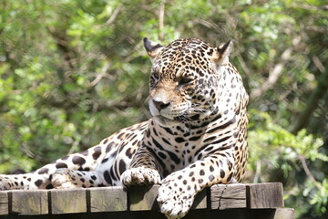 A onça-pintada ou jaguar, também conhecida como onça-preta, é uma espécie de mamífero carnívoro da família dos felídeos encontrada nas Américas.  © Luis Lima Jr