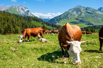 Fototapeta na wymiar Cows in a mountain field. La Clusaz, France
