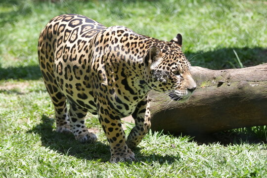 A onça-pintada ou jaguar na natureza caminhando suavemente com fundo de madeiras.
