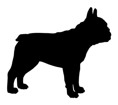 silhouette of a french bulldog vector