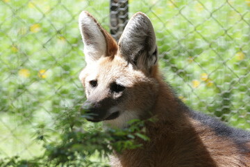 Lobo guara na selva.