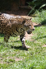 A onça-pintada ou jaguar, também conhecida como onça-preta, é uma espécie de mamífero carnívoro da família dos felídeos encontrada nas Américas. 