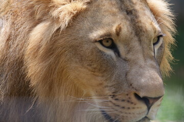 O leão é uma espécie de mamífero carnívoro do gênero Panthera e da família Felidae. A espécie é atualmente encontrada na África.