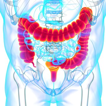 Large Intestine 3D Illustration Human Digestive System Anatomy