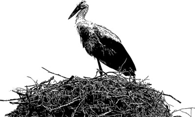 Breeding stork on his nest - 478357598