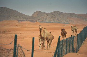 Wild camels and sand desert