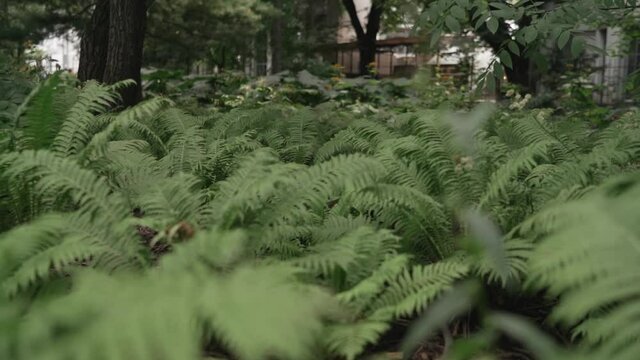 thickets of forest fern. High quality FullHD footage