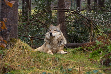 Wildtiere im alternativen Bärenpark