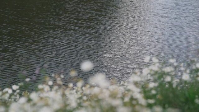 spring flowers daisies on the background of water focus translation. High quality FullHD footage