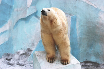Polar bear
