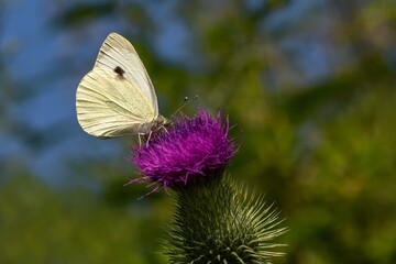 White and yellow cabbage butterfly with black dot, sitting on purple thistle growing in a meadow sucking nectar. Sunny summer day. Blurry green and blue background.