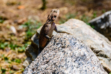 Mwanza flat-headed rock agama or the Spider-Man agama (Agama mwanzae) at Serengeti national park, Tanzania. Wildlife photo