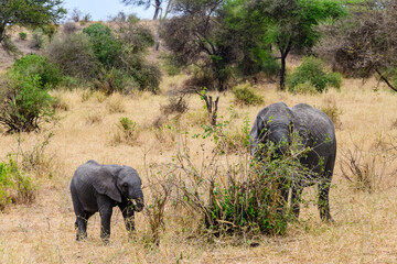 Fototapeta premium Mother and child of African elephant (Loxodonta) at the Tarangire national park, Tanzania. Wildlife photo