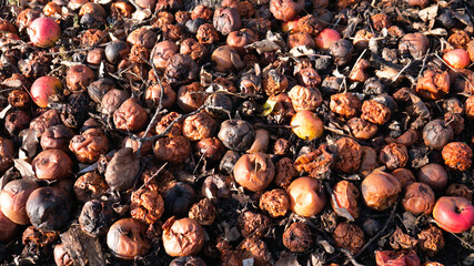 Reducing Food Waste. Many spoiled apples. Close up.