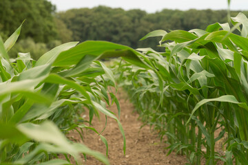 Corn field with grass and trees, neatly arranged ows of corn plants