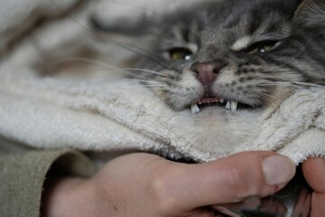 Close up sharp teeth surface when owner hand opening adult cat's mouth.