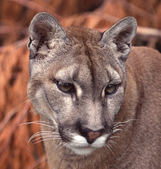 Portrait of a North American Cougar or Mountain Lion.